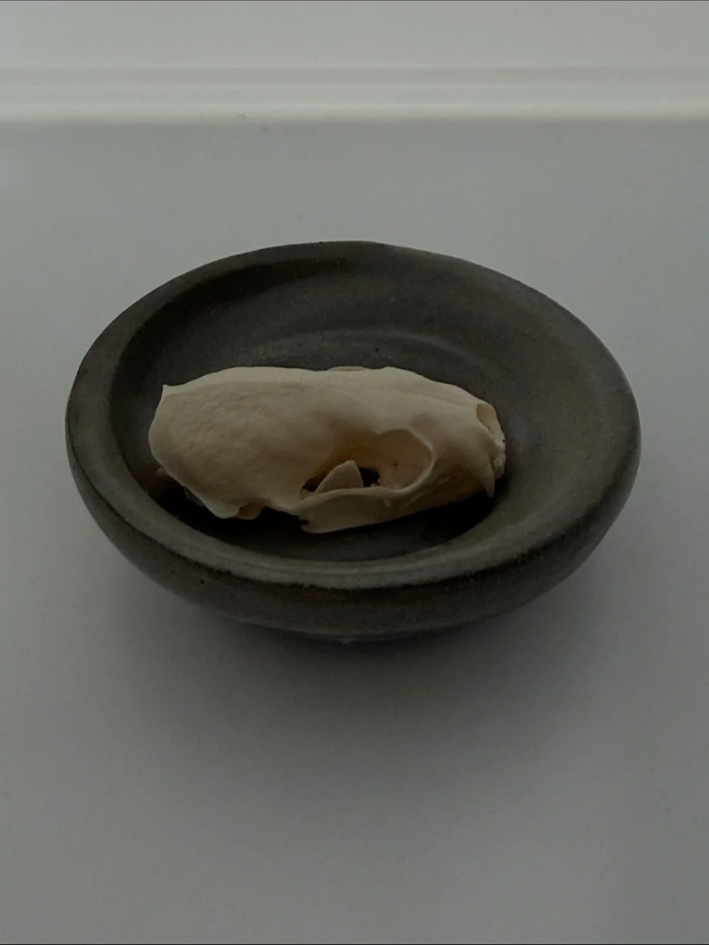 Decorative Ceramic Dish in Gray with Natural Skull Accent